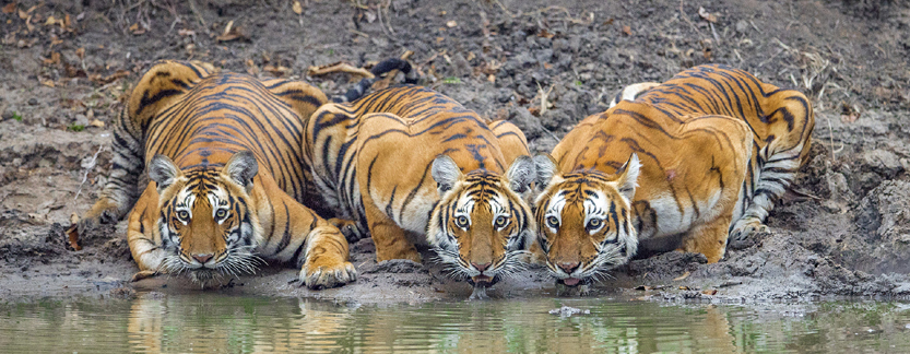 Read more about the article Golden Triangle with Tiger Safari 5 Nights/ 6 days