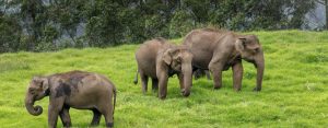 Read more about the article Kerala Nature and Wildlife Tour